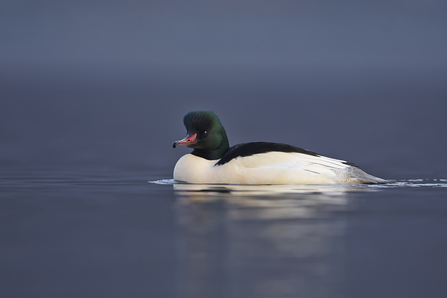 White duck with Dark green head and upper back and hooked bill