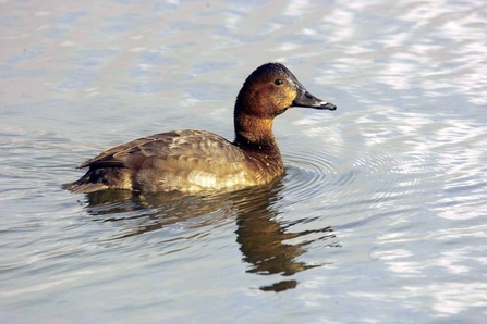 Brown duck on water