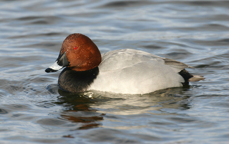Pale grey duck with russet head and black bib on water