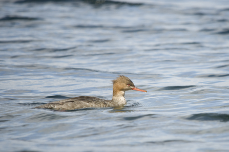 Pale brown duck with slender orange bill swimming in water