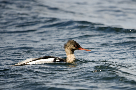 Grey duck with white and dark back and narrow red bill swimming in water