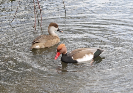 Two ducks on water; one pale grey/ brow with darker head; one in front, black and brown with a red bill