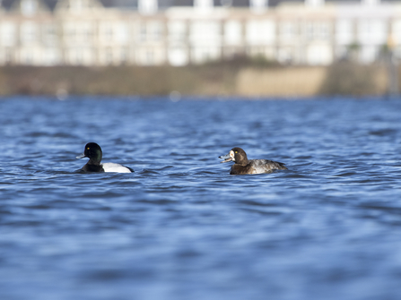 Two ducks swimming on blue water 