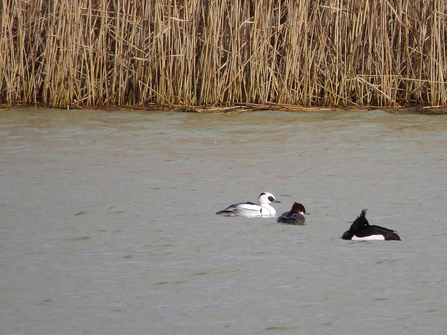 Three ducks in water with reeds behind