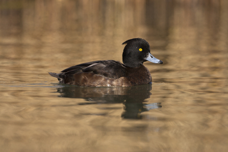 Black duck with yellow eye on water
