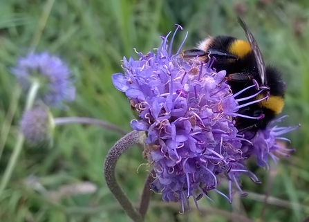 Bumblebee on purple round flower head