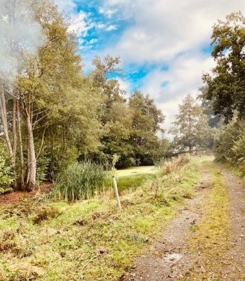 Track with grass and then reeds on the left hand side with trees behind