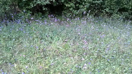 Long grasses with purple flowers among them, a hedgerow behind