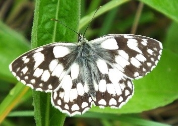 Black and white butterfly on green leaf