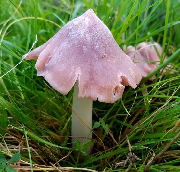 Pale pink toadstool growing up through long grass