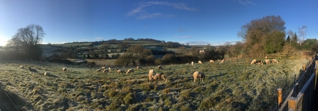 View across field with sheep grazing