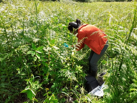 Woman in orange top bending down amongst tall vegetation