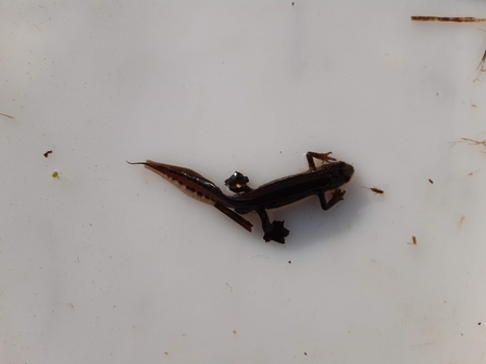 Newt in shallow water of white container
