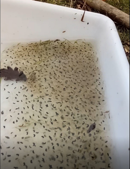 Frogspawn in clear water in white container