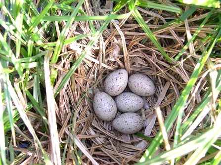 Five speckled eggs in loosely woven nest of straw amongst grasses