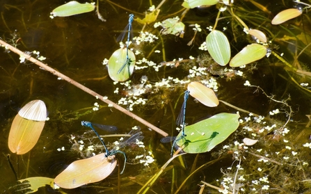 Delicate blue damselflies above weedy pond water