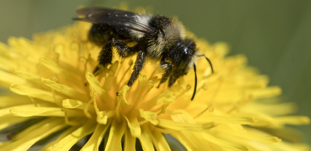 Close-up of a bee on a yellow flower