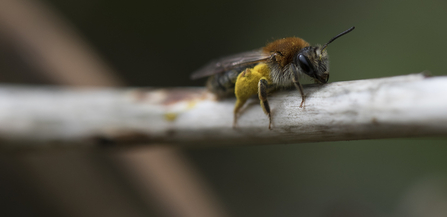 Close-up of a bee on a stick