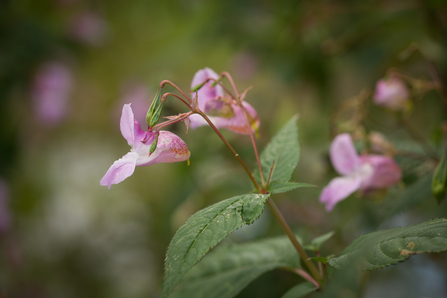 delicate pink flower above dark green leaves