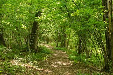View along path through green trees in spring
