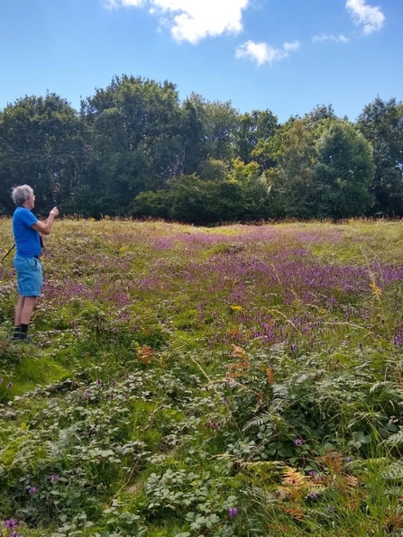 Field with purple flowers and grasses rising to woodland beyond with man stood looking up the field