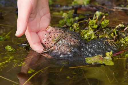 Hand reaching into weedy water lifting frogspawn above the water