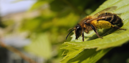 Closeup of a bee on a leaf