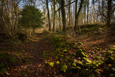 Autumn woodland scene with remnants of stone wall covered with moss