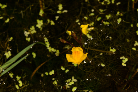 Yellow flower above dark, weedy water