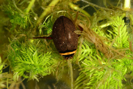 Brown beetle with yellow stripe across head in water weed