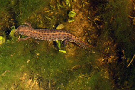 Newt swimming in pond seen from above
