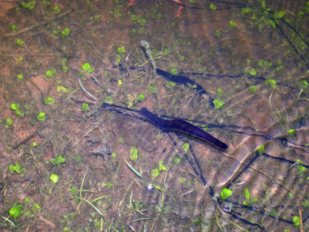 Two black leeches in shall water of a pond
