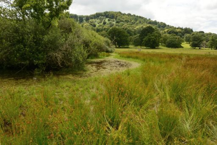 View of pond with long grass to the right, bushes on its left and tree-covered hills in the background
