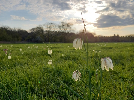 White bell-shape flowers in grassy meadow with low sun and hedgerow in distance