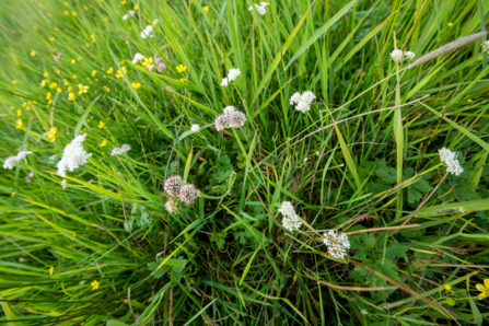 View from above of small pale pink flowers in long grasses/ vegetation