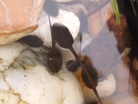 Tadpoles in water seen against white pebbles
