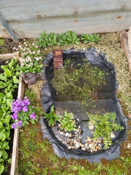 Small pond lined with black plastic with plants growing in and around