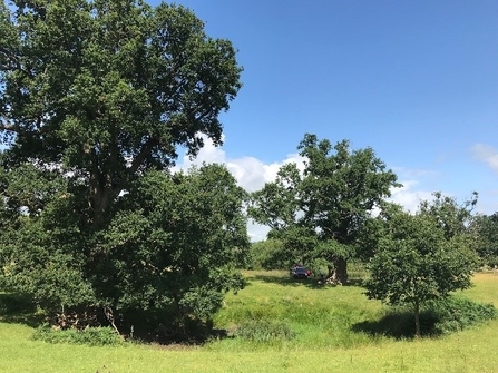 Indent in grassy field with a large tree in leaf to the left, a smaller tree to the right and other trees beyond