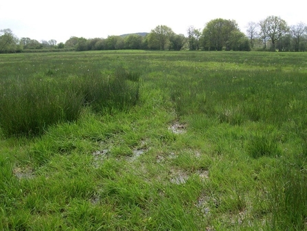 Waterlogged grassland with rushy grass and hedgerow in distance