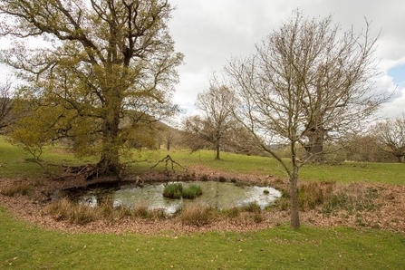 Pond in grassy landscape with a large tree on its left bank and a smaller tree on the right bank, winter.