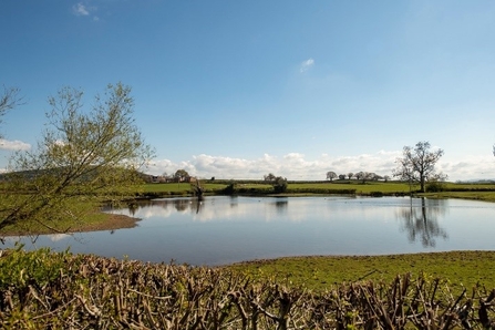Large expanse of water in a grassy field with trimmed winter hedge in the foreground