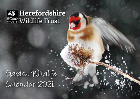 Goldfinch landing on a teasel with snow flying off
