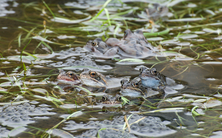 Surface of pond with frogs visible poking above the surface and clusters of frogspawn