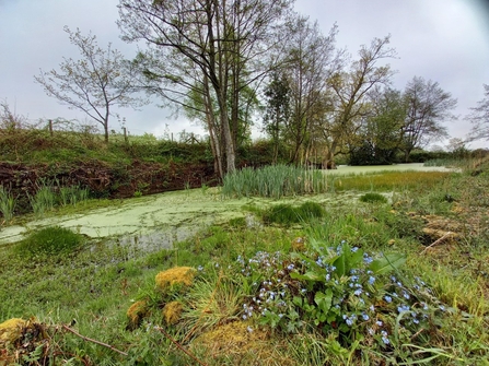 Ground level view across vegetation to a natural pond with bank and tree behind