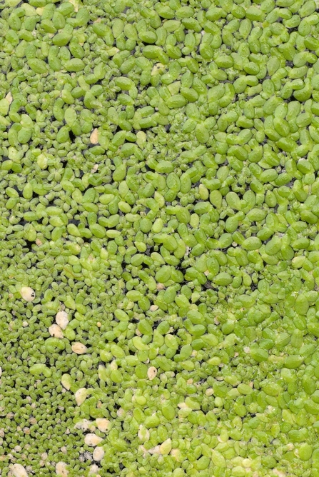 A close-up of a mass of small green leaves floating in water