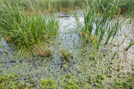 Pond with tall reed growing out of it and weed below the surface