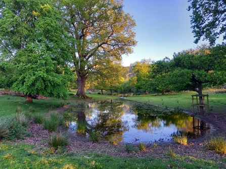 A pond in a grassland/ parkland setting with large trees behind in evening sunshine