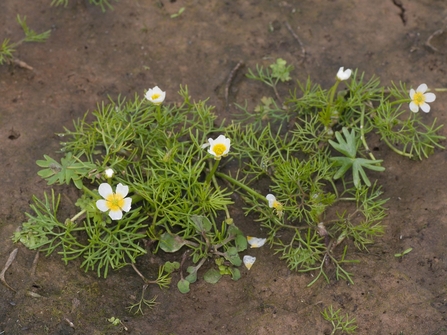 Plant with narrow green leaves and small white flowers with yellow centres growing in shallow water