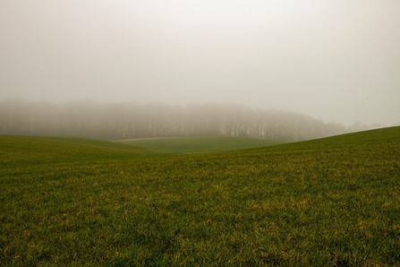 Undulating grassland shrouded in mist
