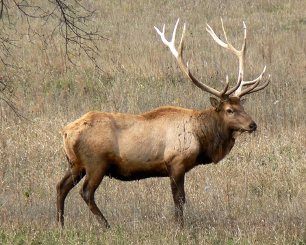 Elk with large antlers stood on brown grassland